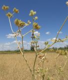 Turgenia latifolia