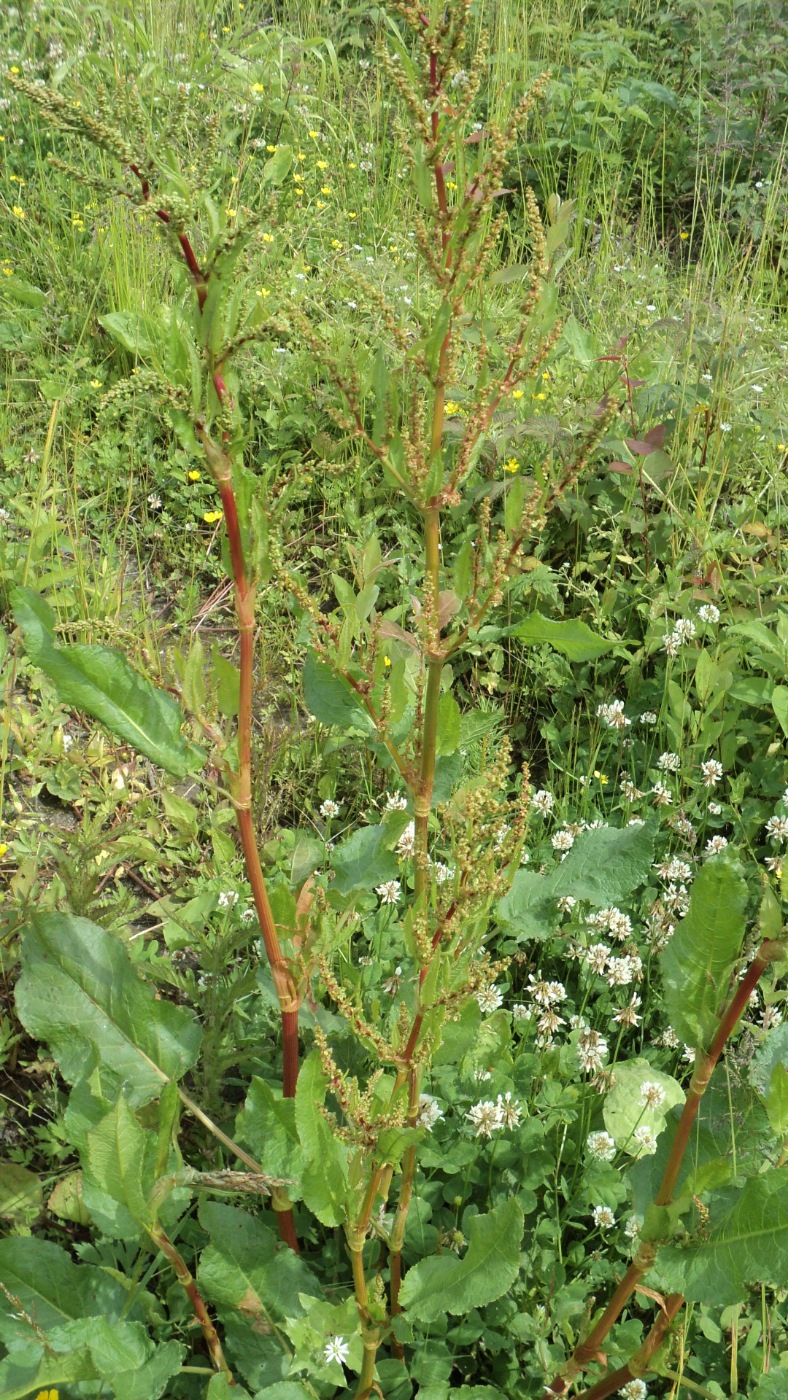 Image of Rumex obtusifolius specimen.