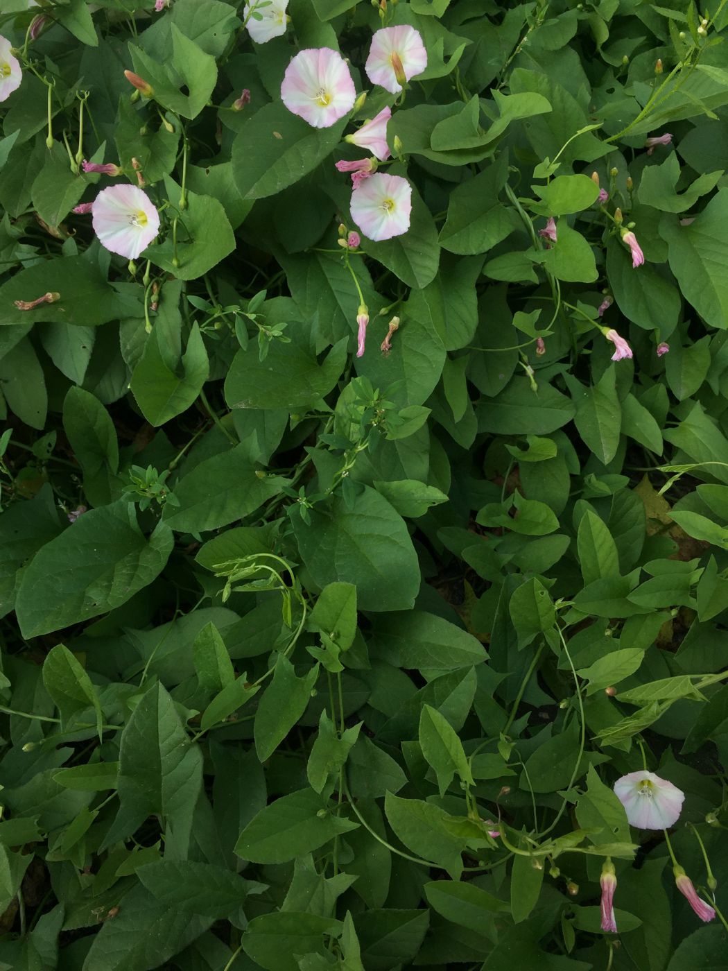 Изображение особи Convolvulus arvensis.