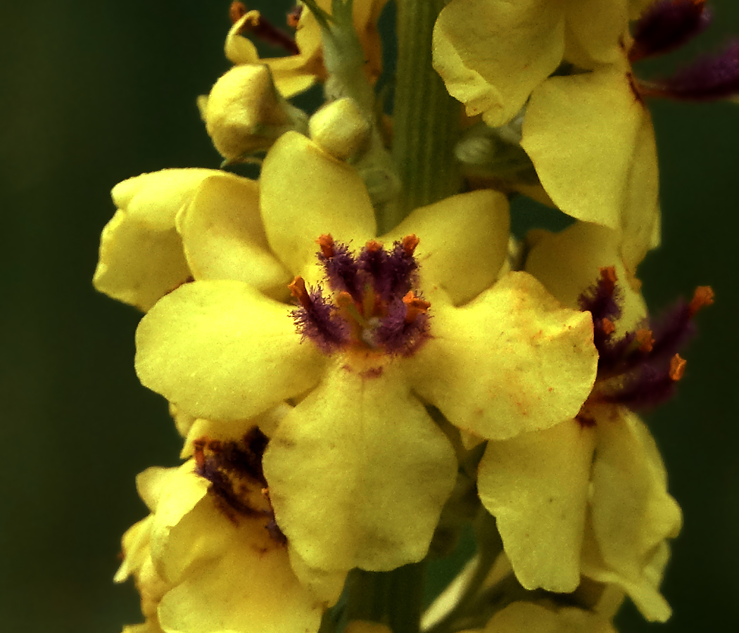 Изображение особи Verbascum nigrum.