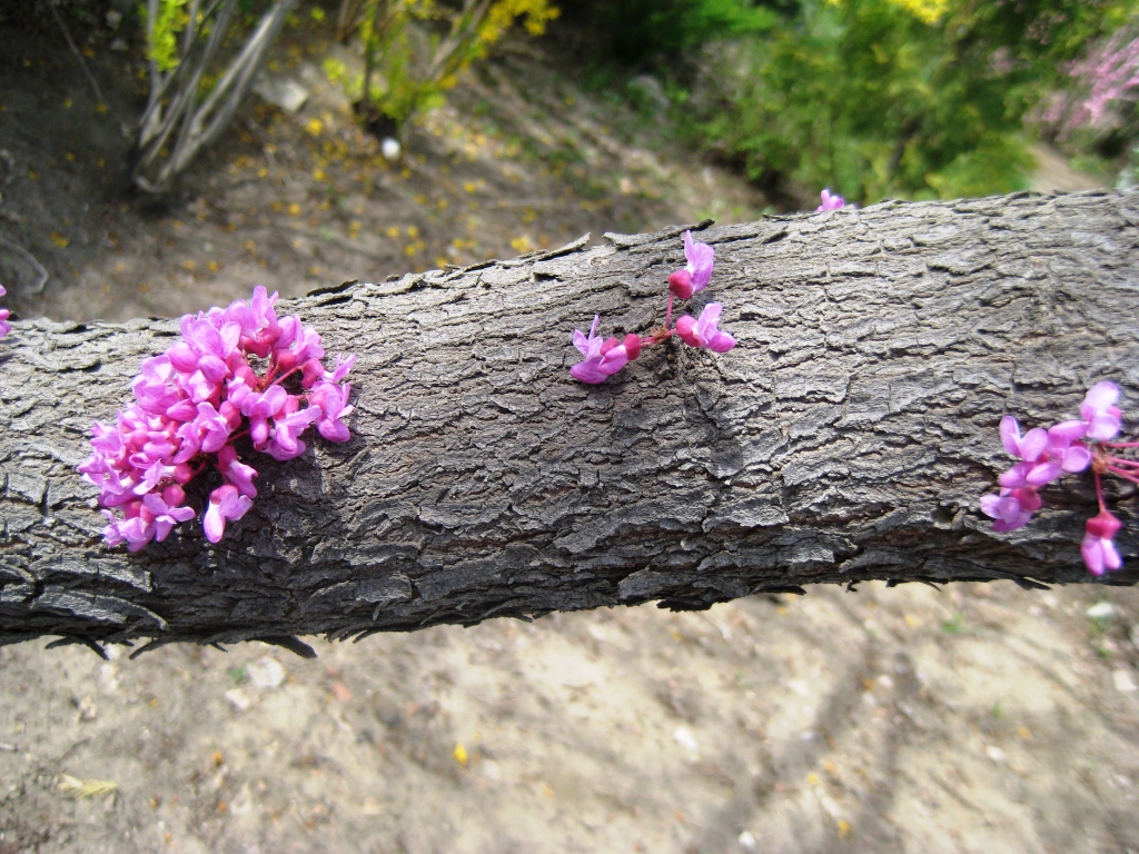 Image of genus Cercis specimen.