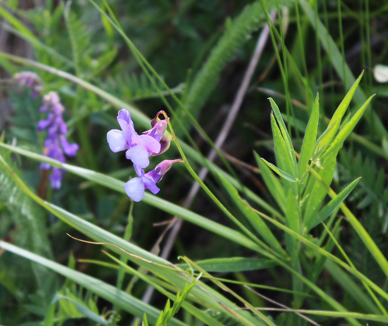 Изображение особи Lathyrus cyaneus.