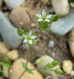 Arenaria uralensis. Верхушка цветущего побега. Краснодарский край, Кущёвский р-н, станица Шкуринская, пустырь. Начало мая 2009 г.