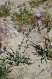 Lactuca tatarica