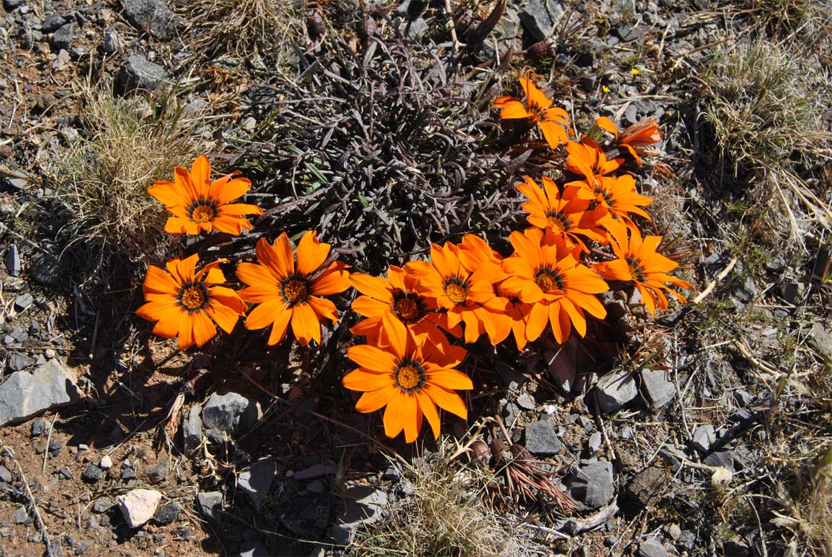 Image of Gazania krebsiana specimen.