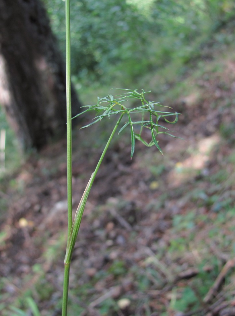 Image of Seseli alpinum specimen.