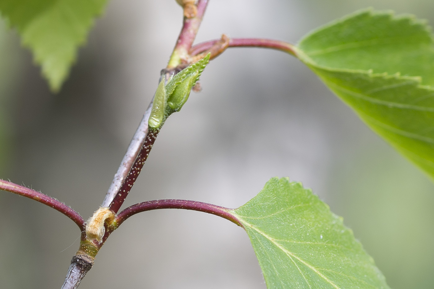 Изображение особи Betula &times; aurata.