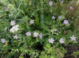 Geranium wlassovianum. Растения с цветками разной формы лепестков. Иркутская обл., Иркутский р-н, дер. Позднякова, в культуре (местный вид). 21.07.2017.