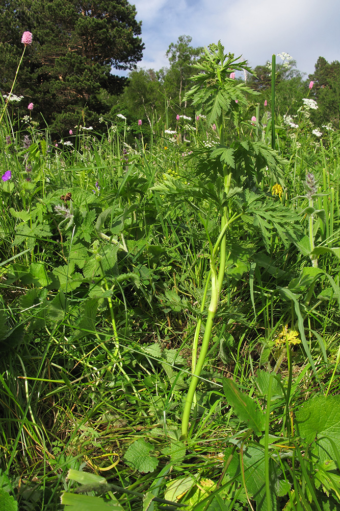 Image of familia Apiaceae specimen.
