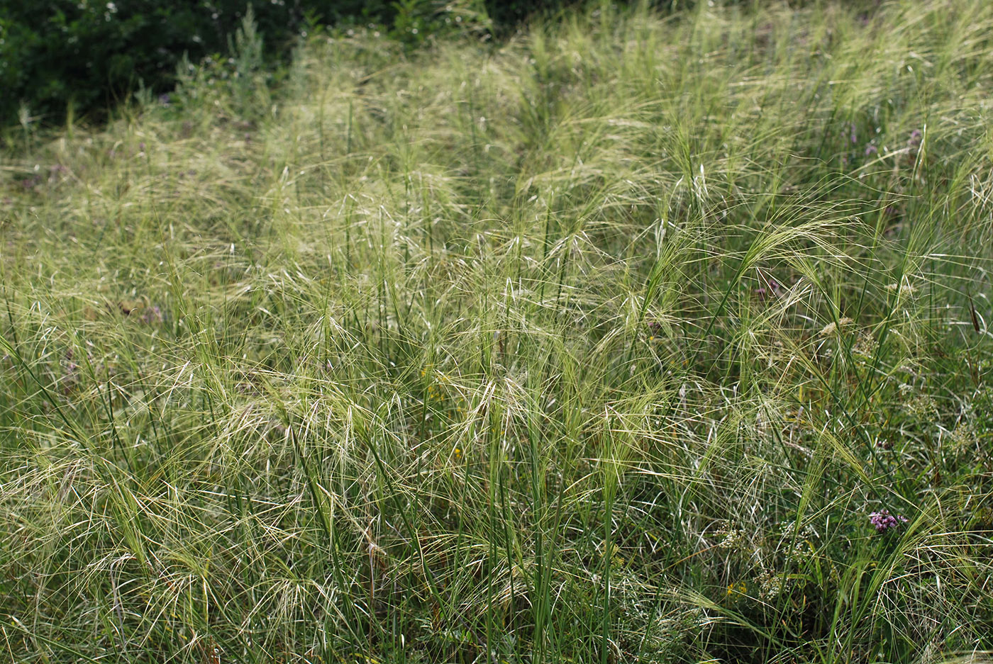 Изображение особи Stipa capillata.