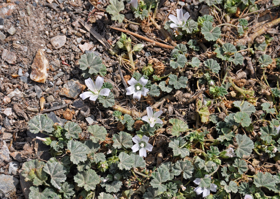 Изображение особи Malva neglecta.