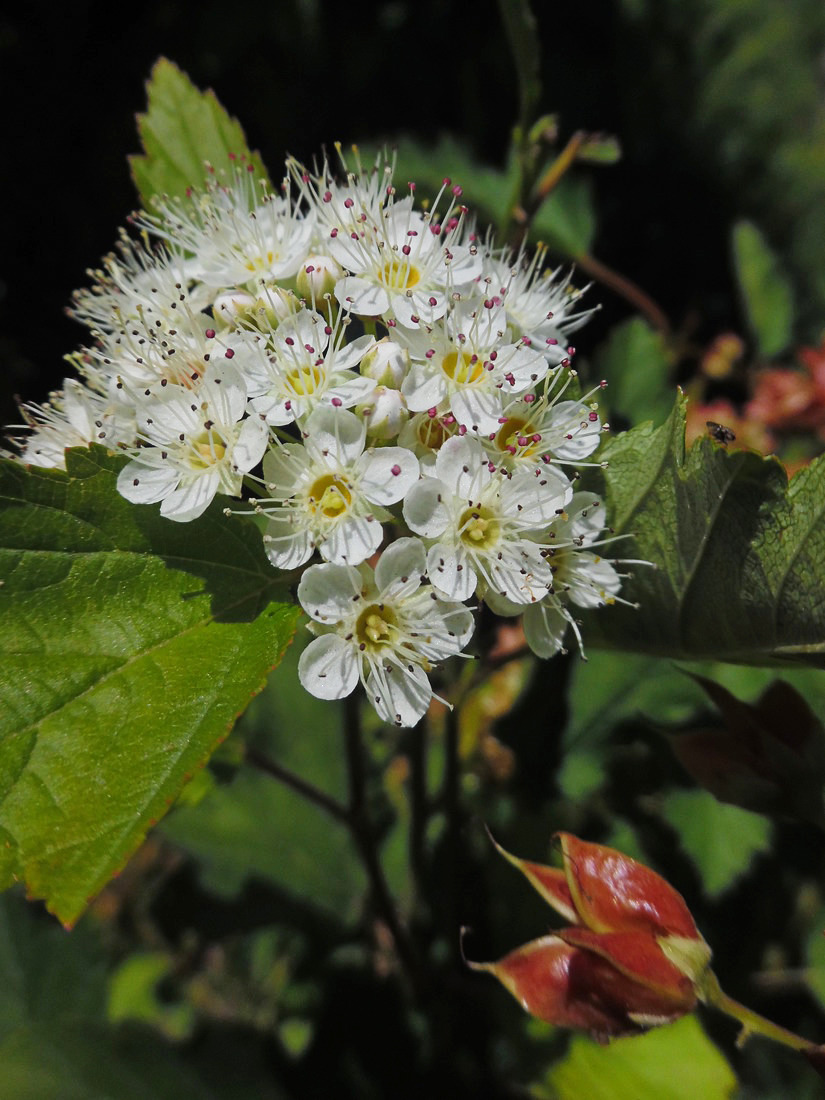 Image of Physocarpus opulifolius specimen.