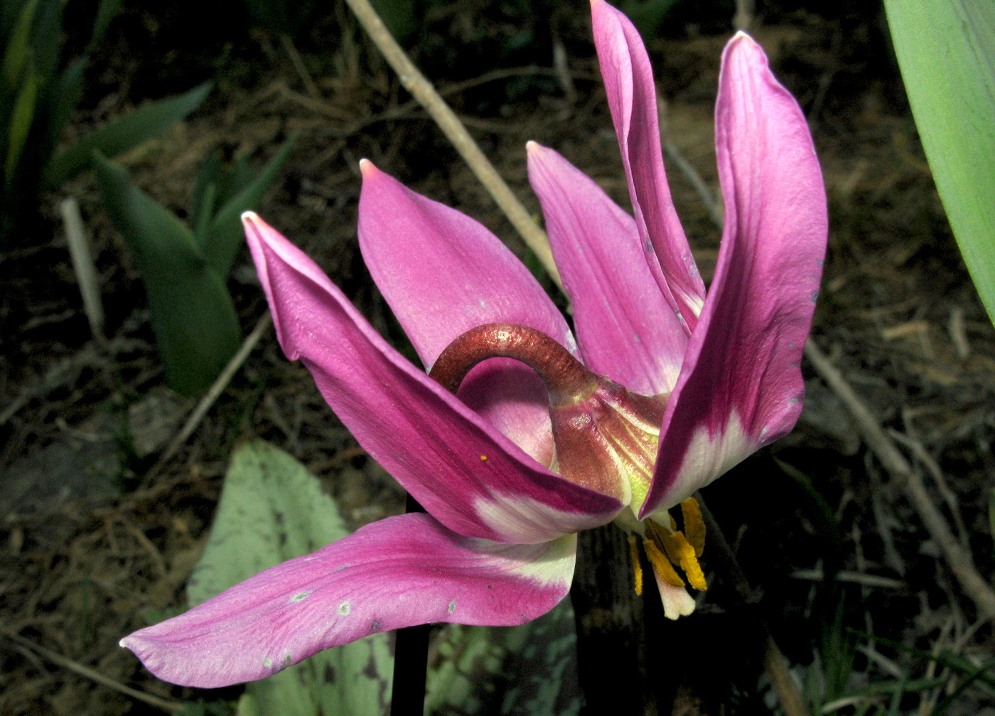Image of Erythronium sajanense specimen.