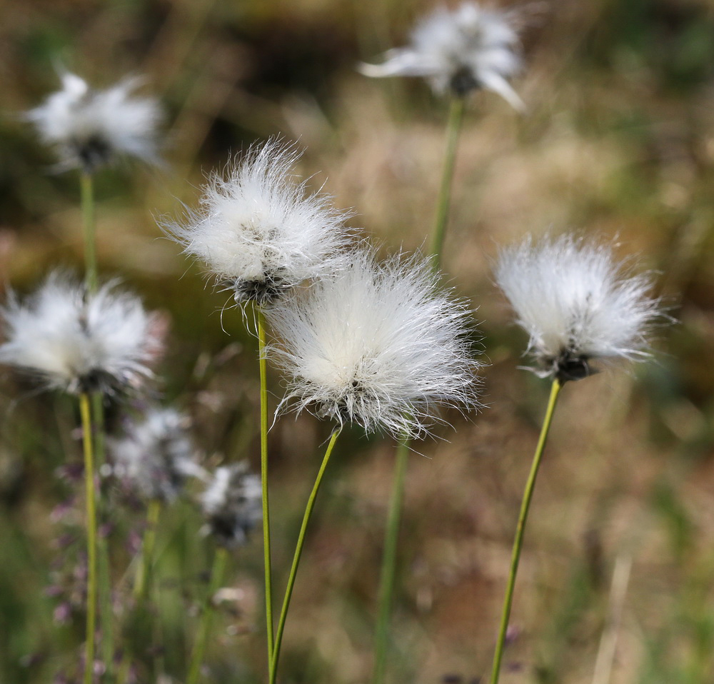 Изображение особи Eriophorum vaginatum.