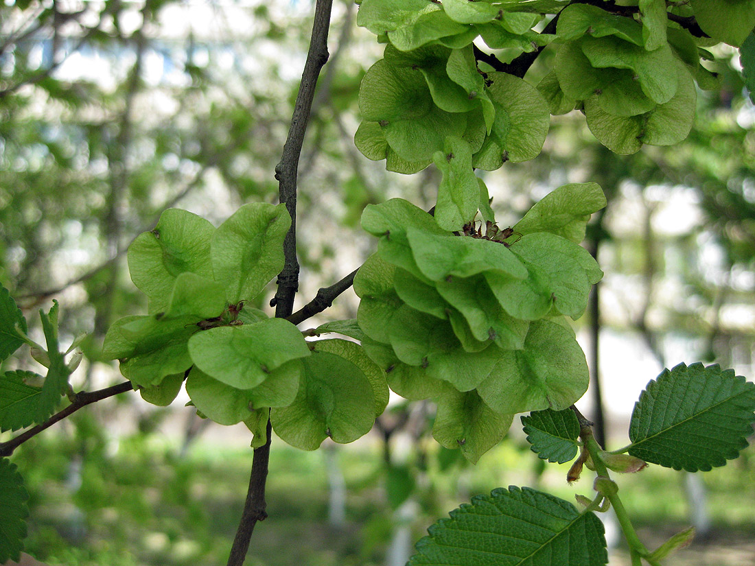 Изображение особи Ulmus minor.