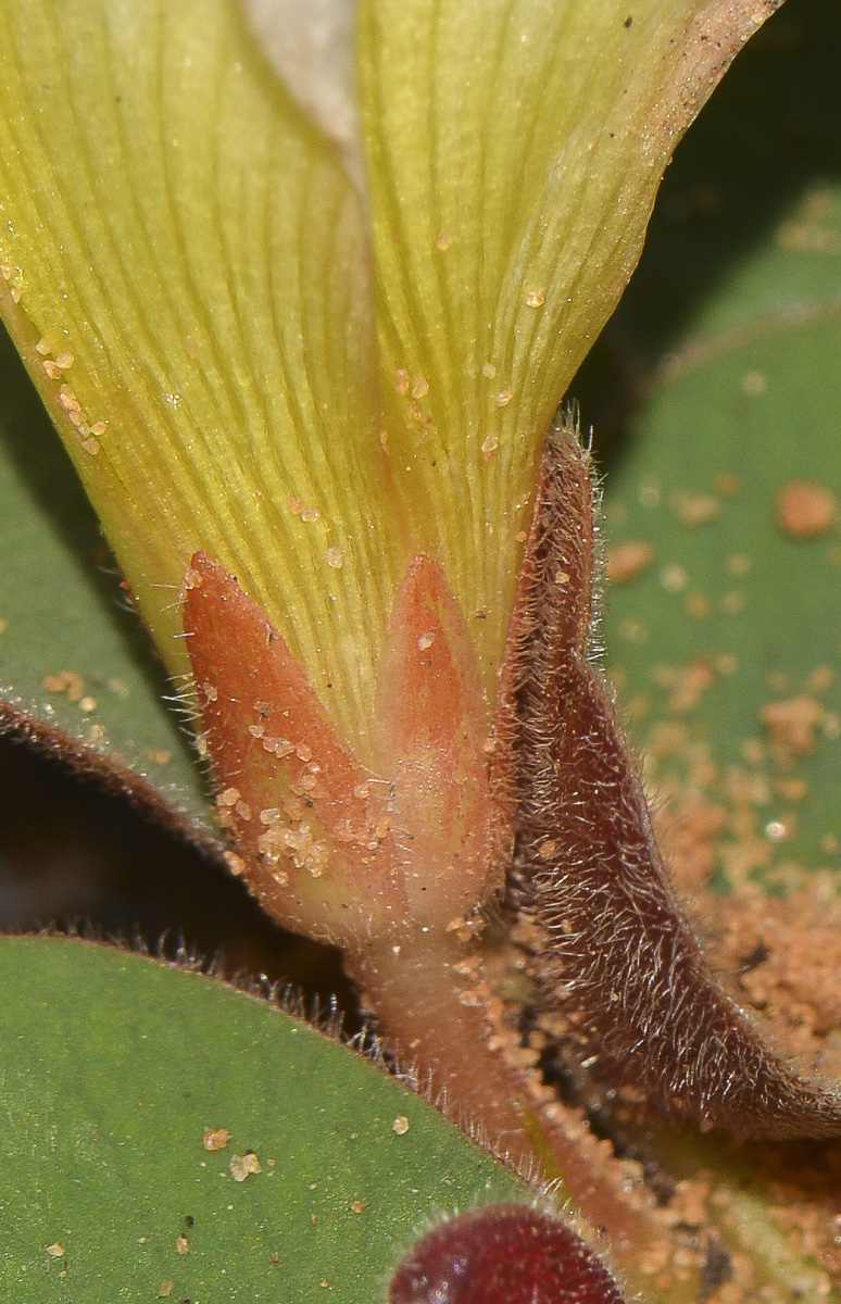Image of Oxalis luteola specimen.