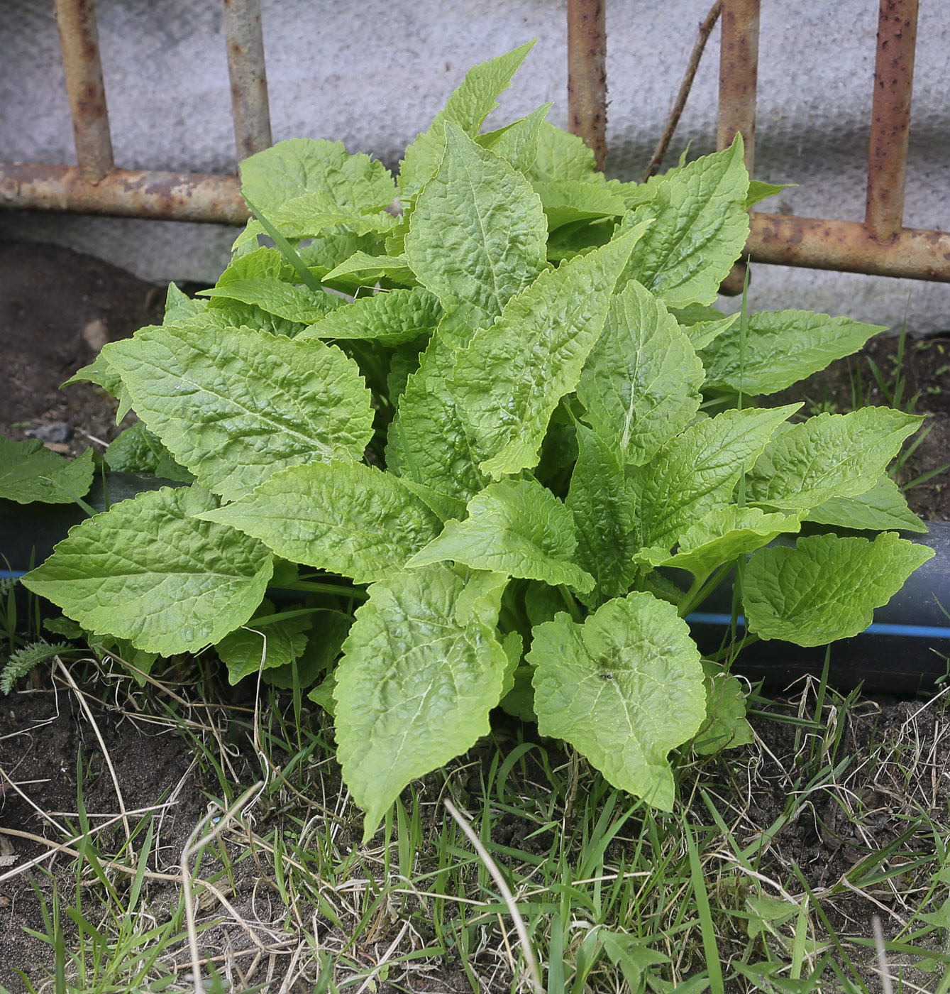 Image of Campanula latifolia specimen.
