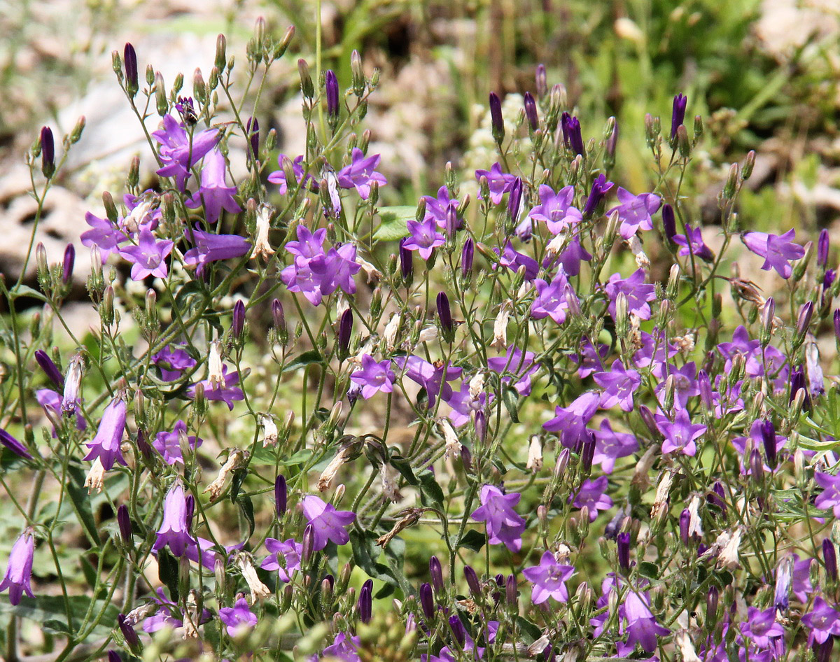 Изображение особи Campanula sibirica.