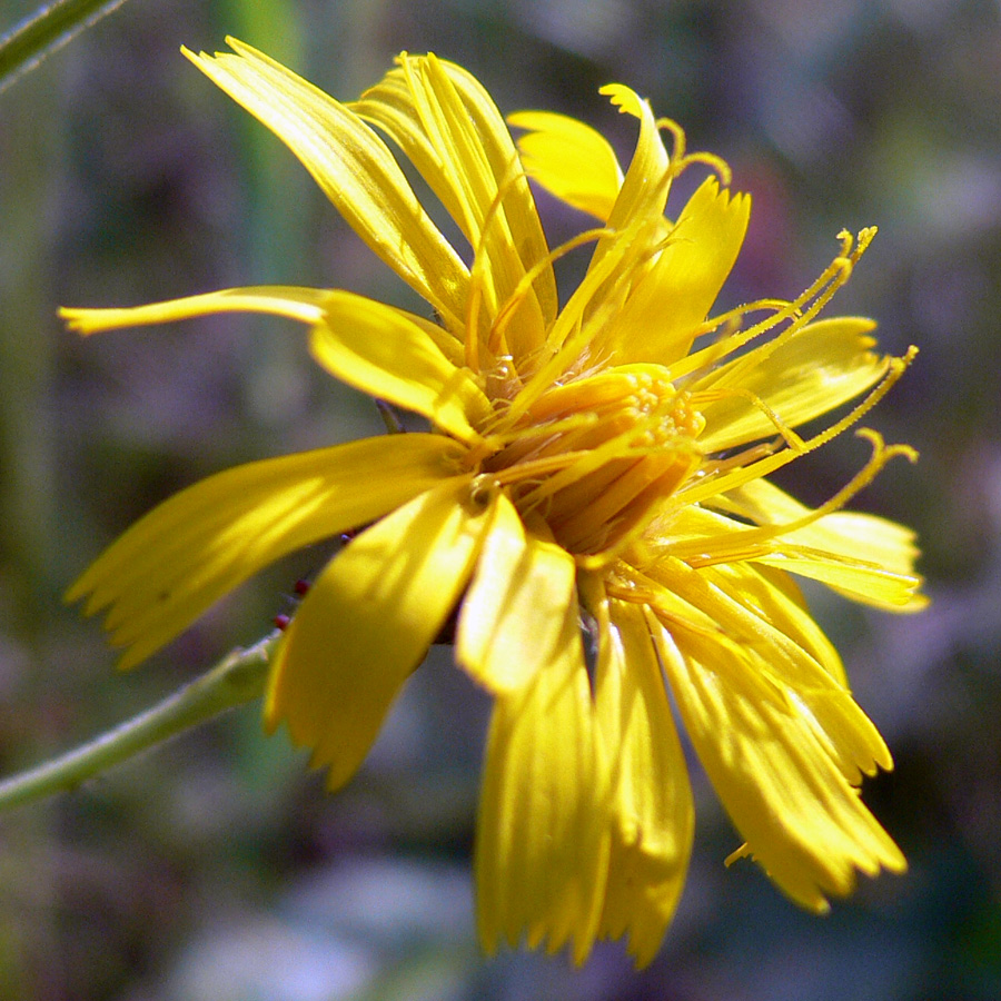 Изображение особи Hieracium umbellatum.