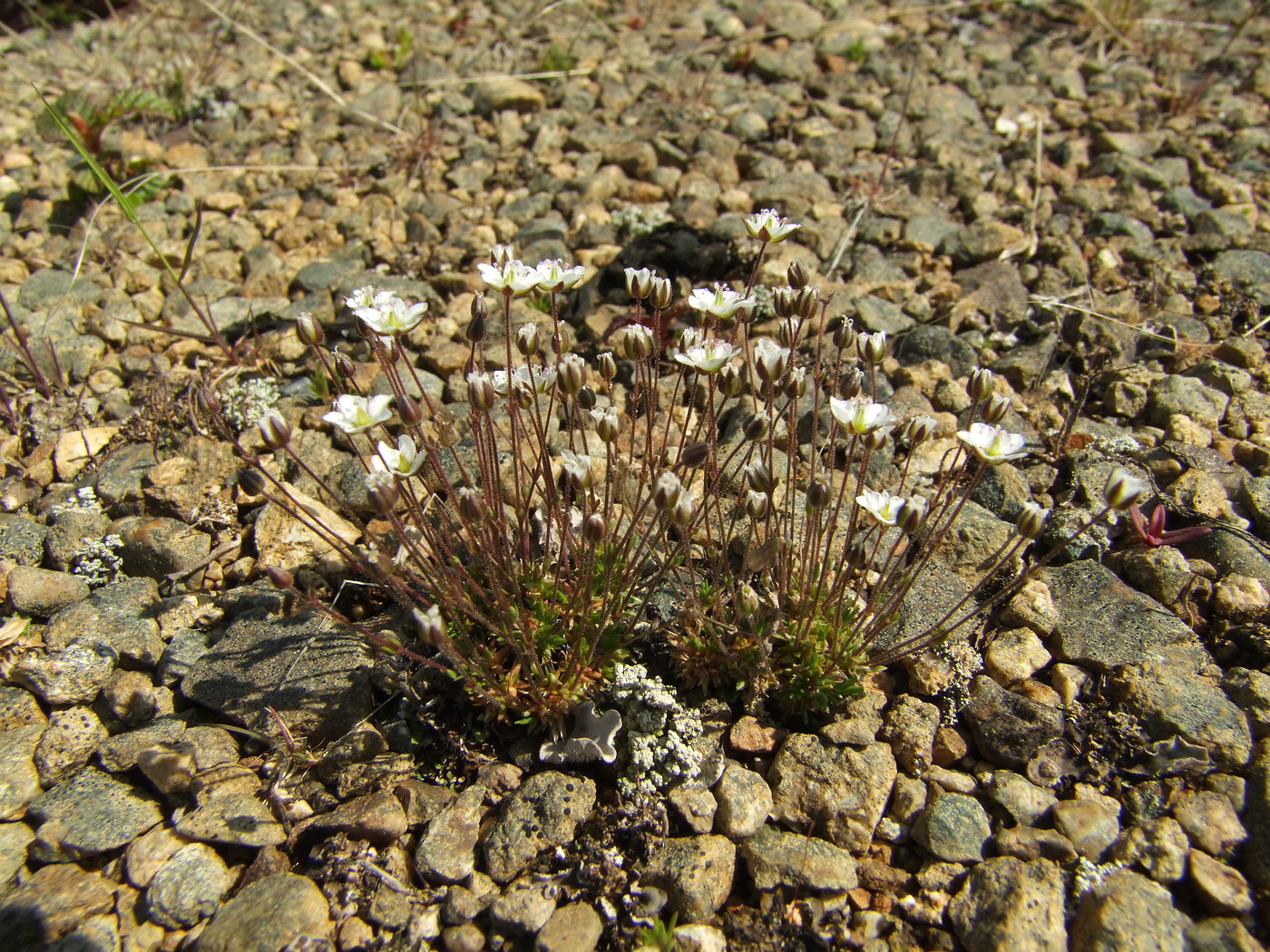 Image of Minuartia rubella specimen.