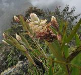 Elleanthus strobilifer