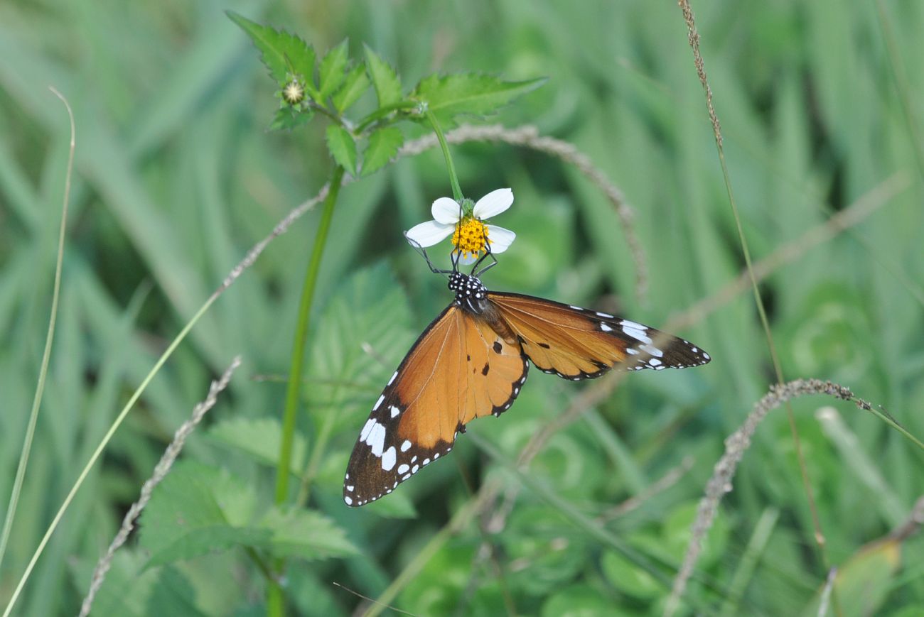 Image of Bidens pilosa specimen.