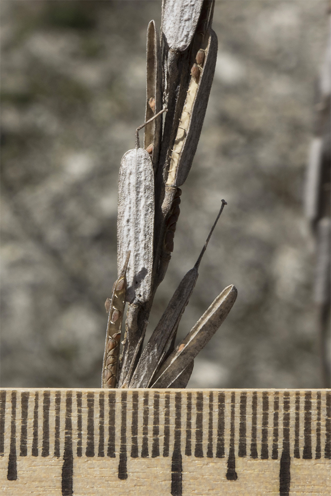 Image of Erysimum cuspidatum specimen.