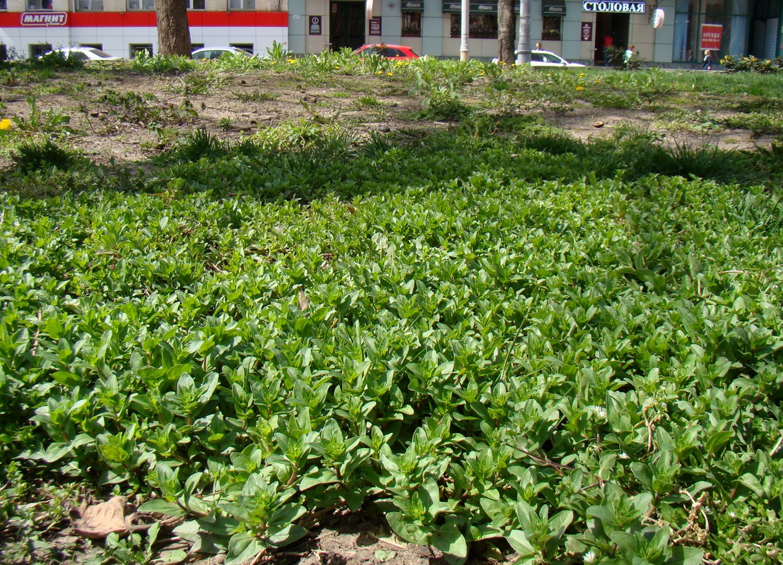 Image of Veronica serpyllifolia specimen.