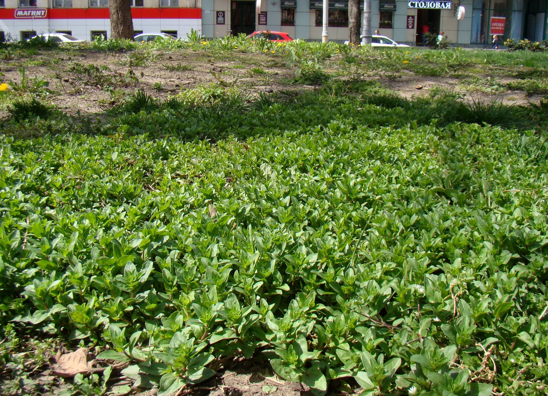 Image of Veronica serpyllifolia specimen.