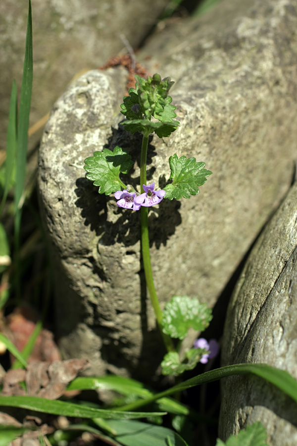 Image of Glechoma hederacea specimen.