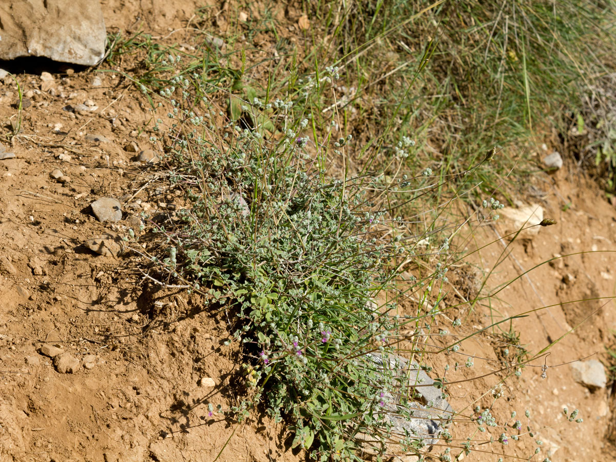 Image of Origanum microphyllum specimen.