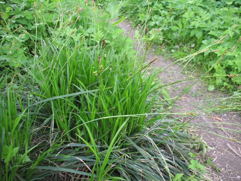 Image of Carex brevicollis specimen.