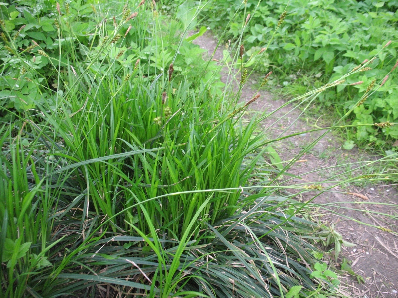 Изображение особи Carex brevicollis.