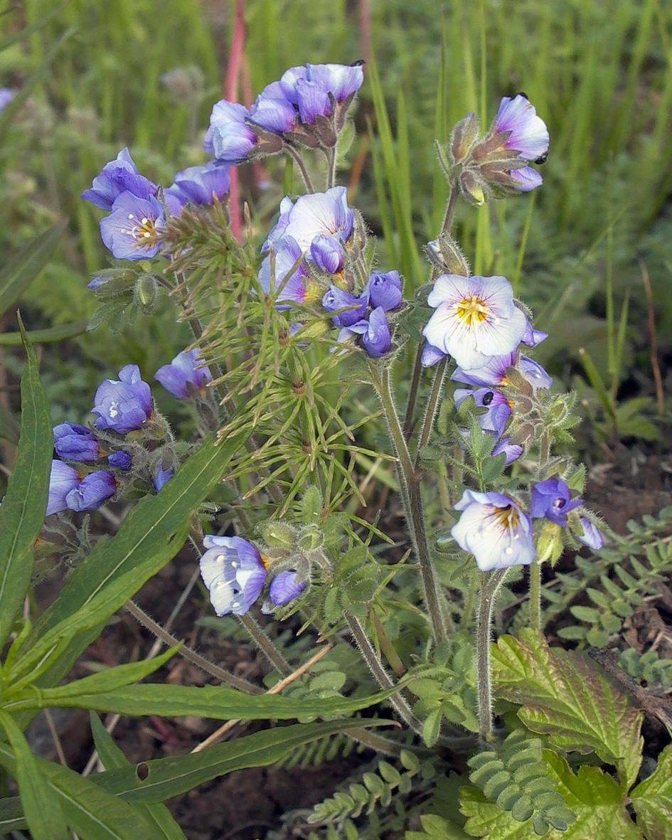 Изображение особи Polemonium boreale.