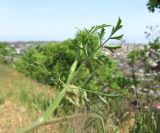 Pimpinella peregrina. Часть веточки; виден лист снизу. Дагестан, окр. г. Избербаш, луг в верхней части горы. 13.05.2018.