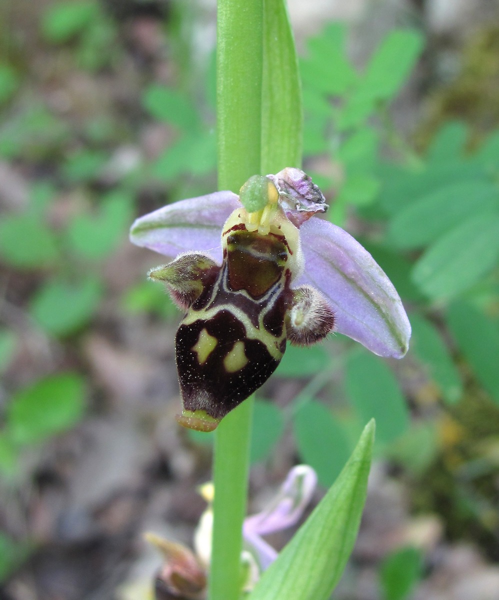 Изображение особи Ophrys oestrifera.