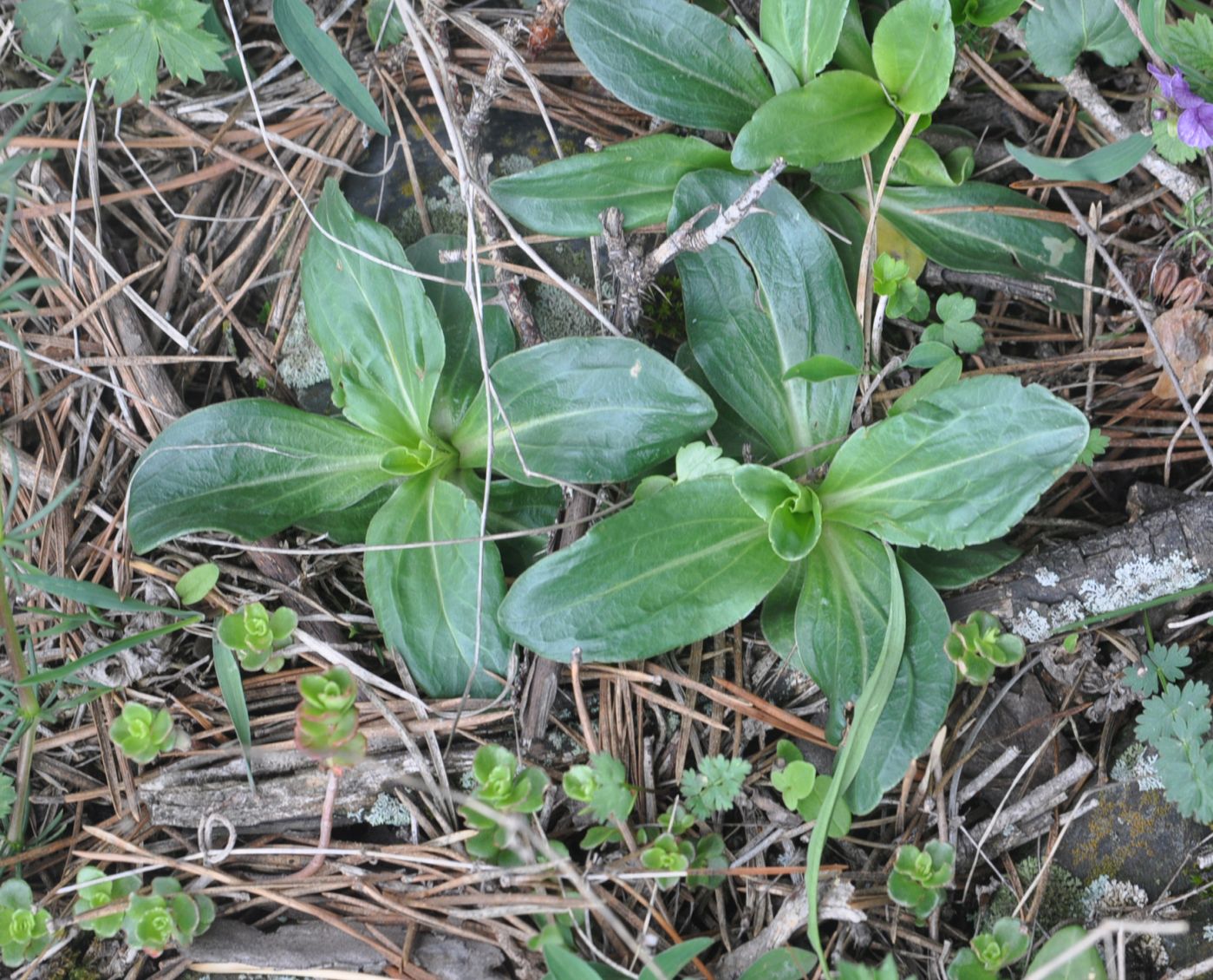 Image of Veronica gentianoides specimen.