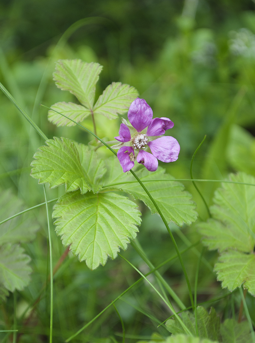 Изображение особи Rubus arcticus.