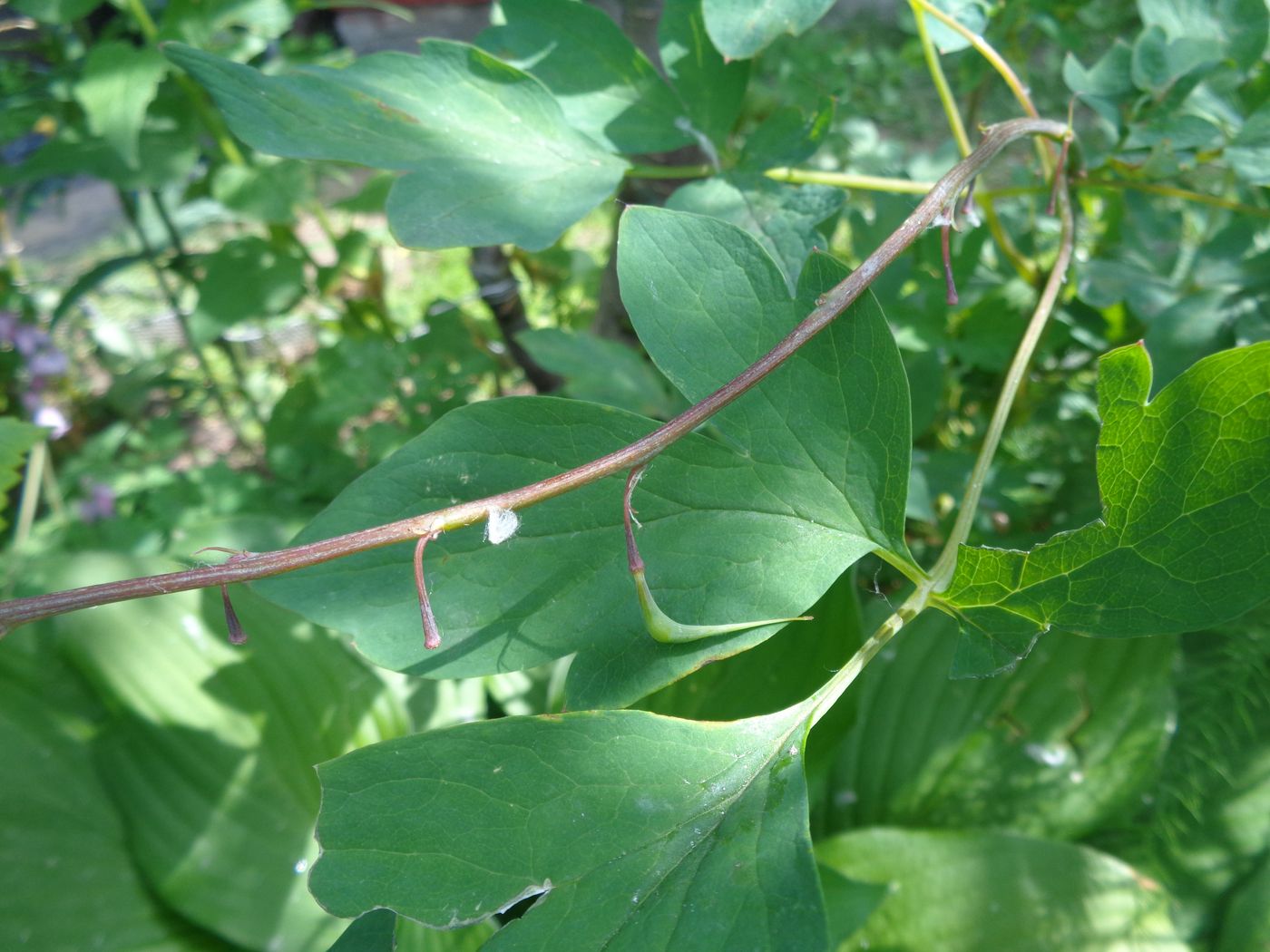 Изображение особи Dicentra spectabilis.