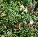 Astragalus sphaerocalyx