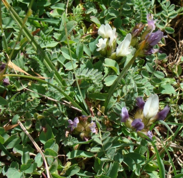 Image of Astragalus sphaerocalyx specimen.