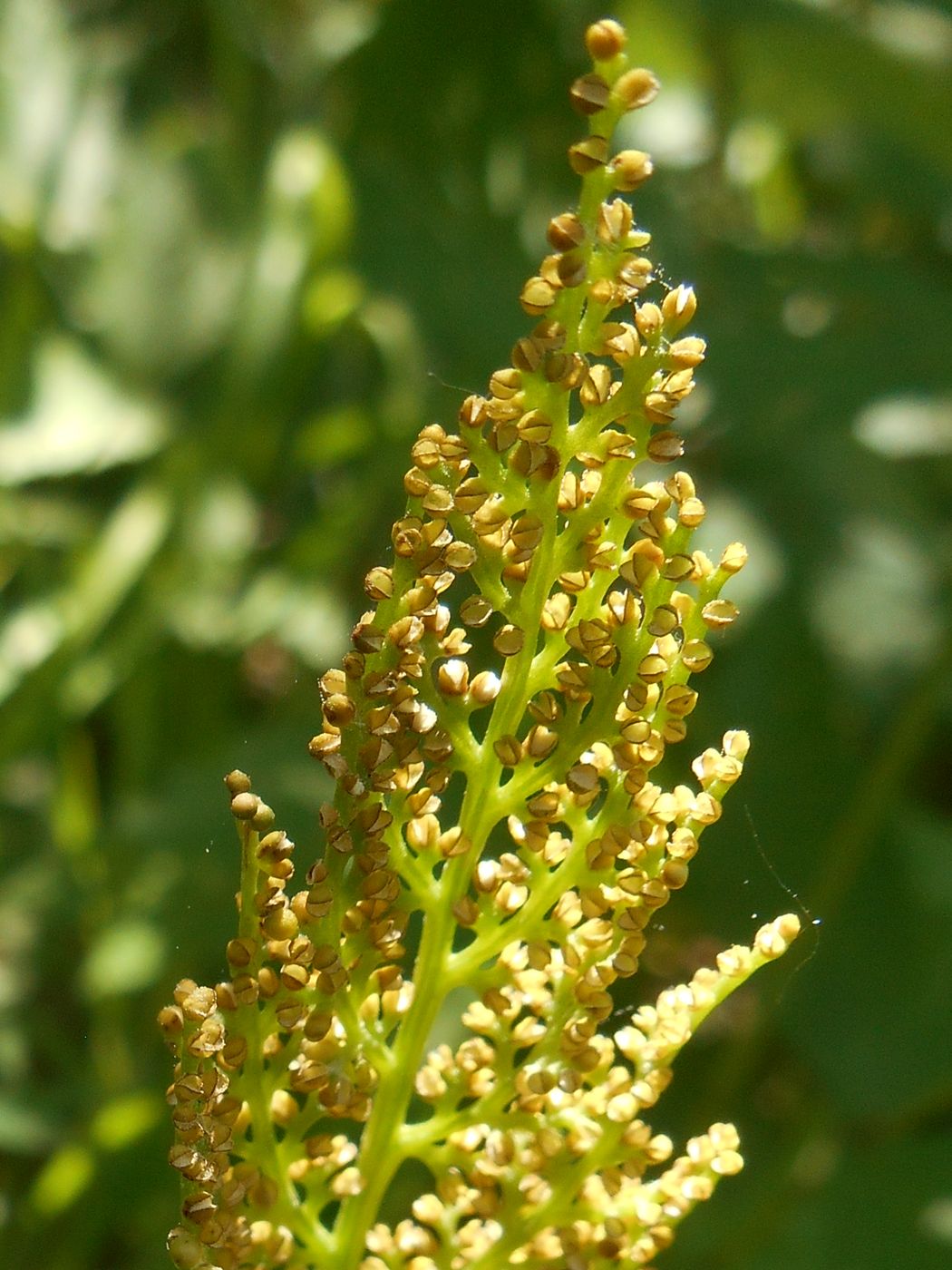 Изображение особи Botrychium virginianum.