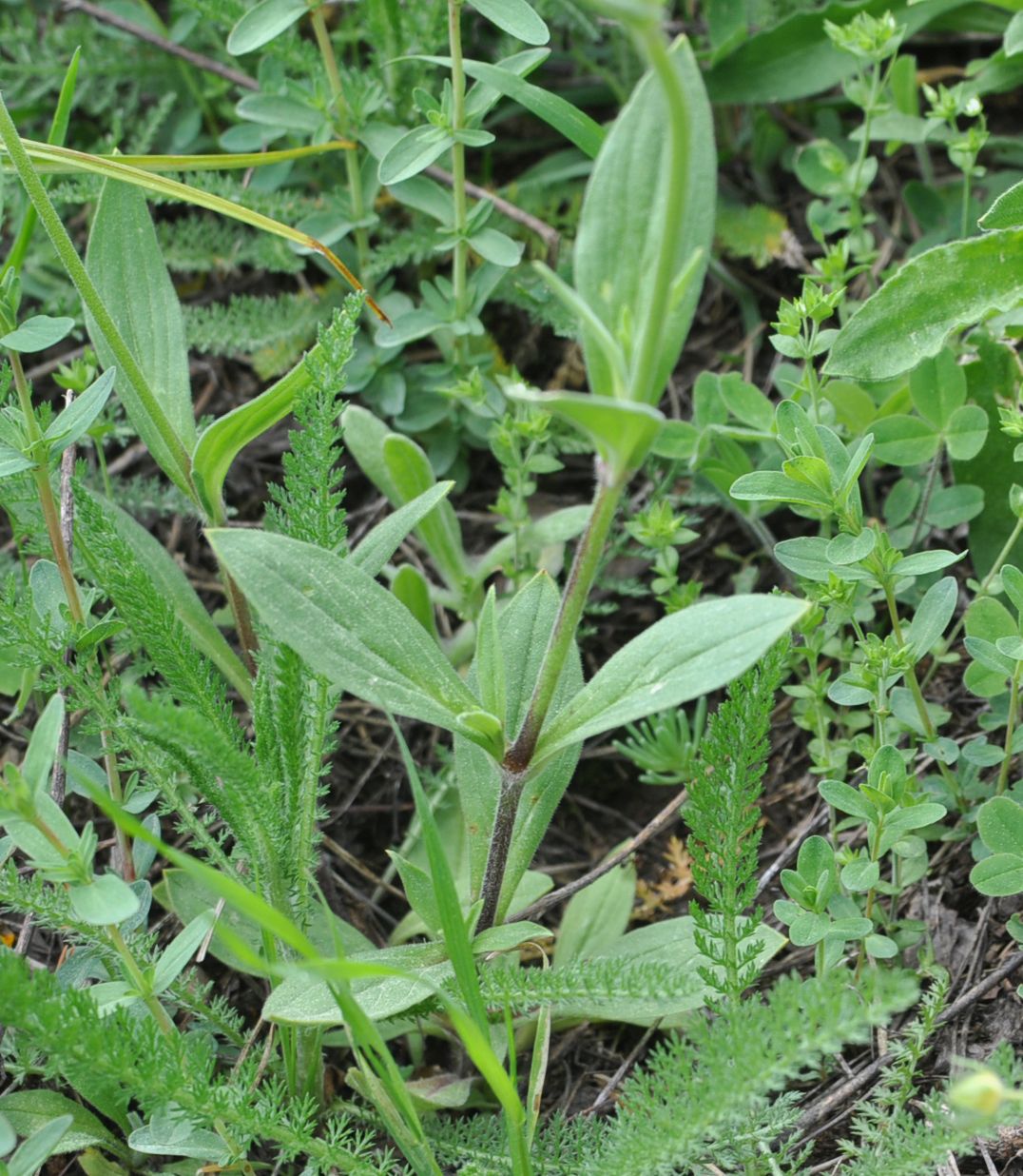 Изображение особи Melandrium latifolium.