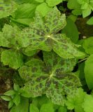 Sinopodophyllum hexandrum