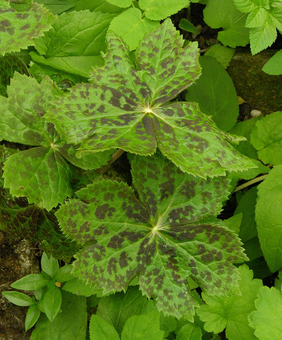 Изображение особи Sinopodophyllum hexandrum.