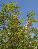 Robinia pseudoacacia. Верхушка цветущего дерева. Узбекистан, северная часть г. Самарканд, холмы Афрасиаба, у дороги. 03.05.2018.