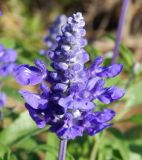 Salvia farinacea. Соцветие. Черногория, г. Будва, в культуре. Июль 2018 г.