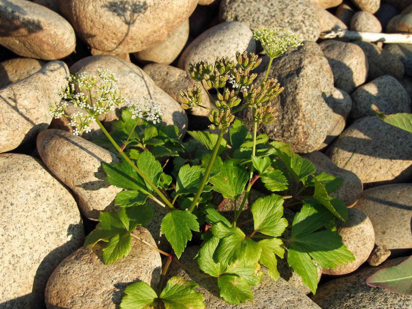 Image of Ligusticum scoticum specimen.