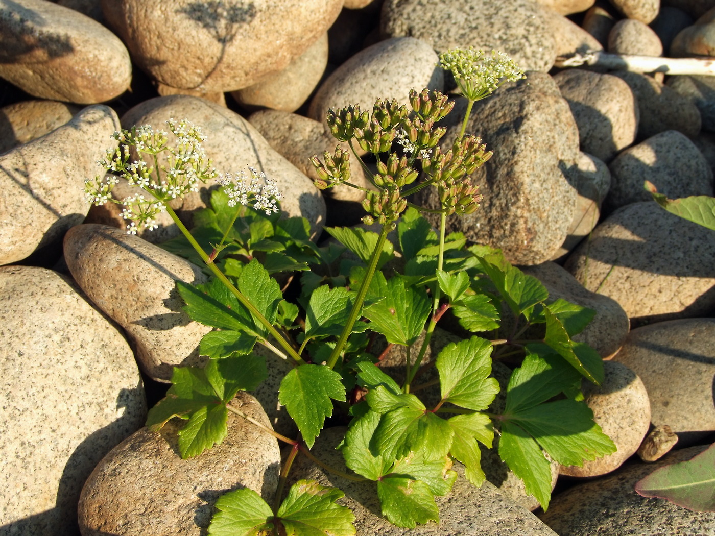 Изображение особи Ligusticum scoticum.