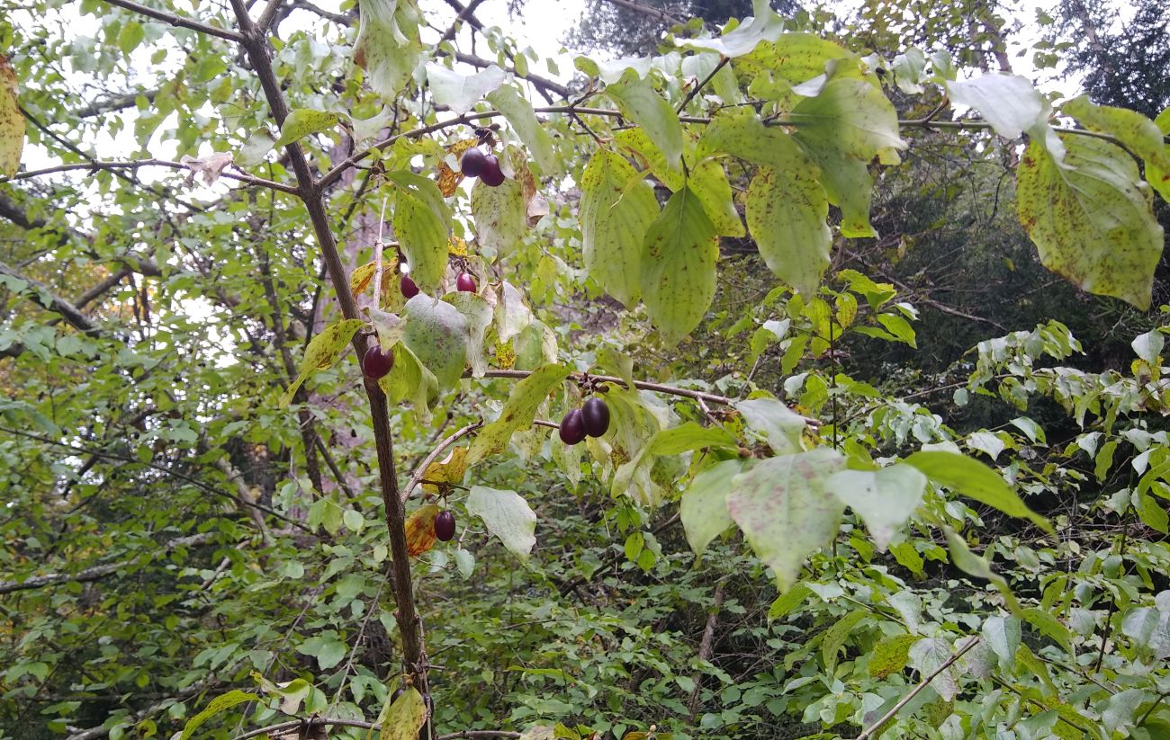 Image of Cornus mas specimen.